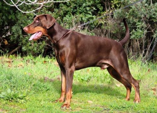 Wizard of Wallakia Tornado | Brown Doberman Pinscher