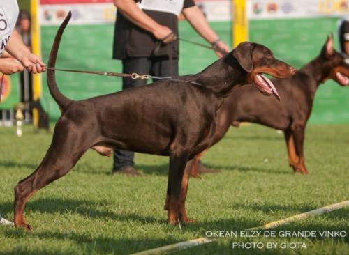 Okean Elzy de Grande Vinko | Brown Doberman Pinscher