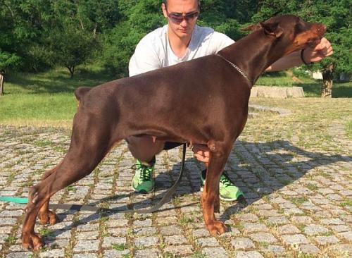 Hello Holly Od Telepa | Brown Doberman Pinscher