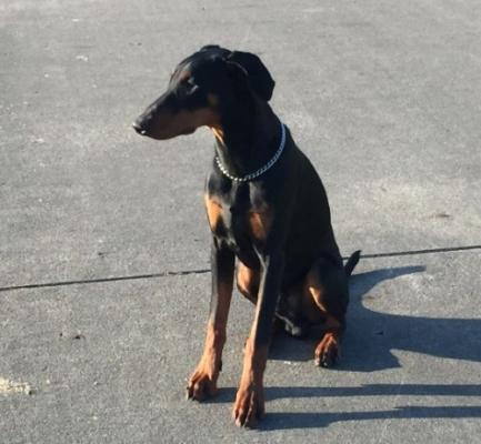 Leander v. Eschenbruch | Black Doberman Pinscher