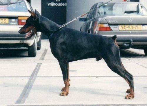 Irinus de Ferignis | Black Doberman Pinscher