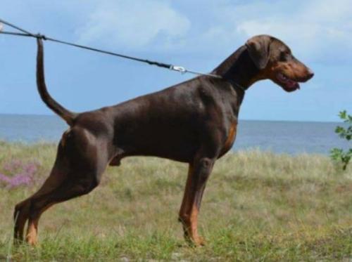 Jean Dark Wink Wink | Brown Doberman Pinscher