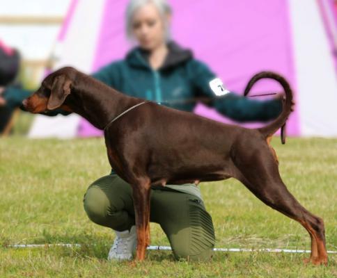 Jean Dark Windsong | Brown Doberman Pinscher