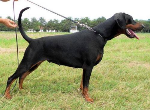 Steel Dragon Leones | Black Doberman Pinscher