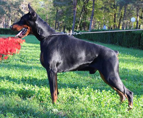 Fedor di Altobello | Black Doberman Pinscher