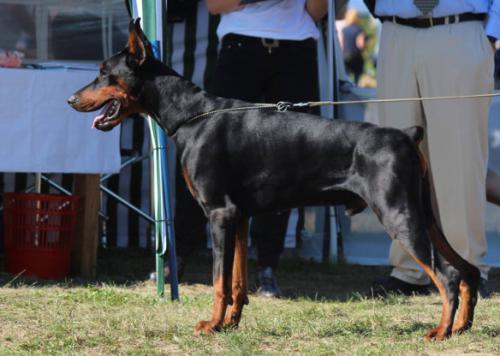 Dragon di Altobello | Black Doberman Pinscher