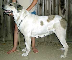 Rada-Aziz Karaul | Central Asian Shepherd Dog 