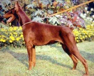 Alina v.'t Gröne Land | Brown Doberman Pinscher