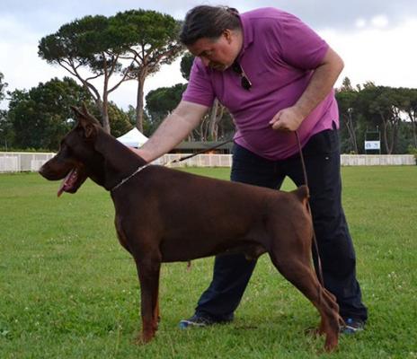 Million Dollar di Altobello | Brown Doberman Pinscher