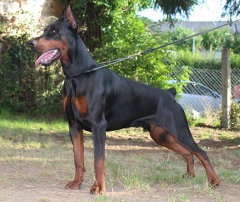 Ohlins di Altobello | Black Doberman Pinscher