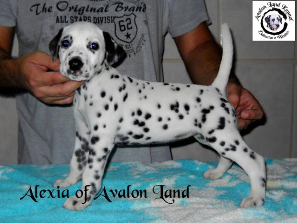 Alexia of Avalon Land | Dalmatian 