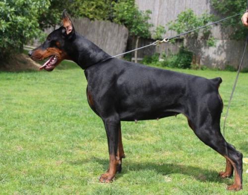 Puma di Altobello | Black Doberman Pinscher