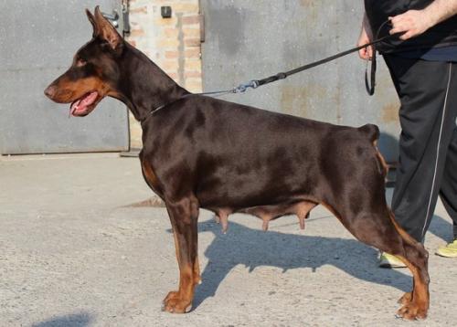 Camelia di Altobello | Brown Doberman Pinscher