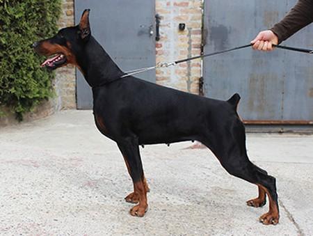 Badoo (JR) | Black Doberman Pinscher