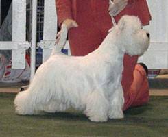 Avra Superbia | West Highland White Terrier 