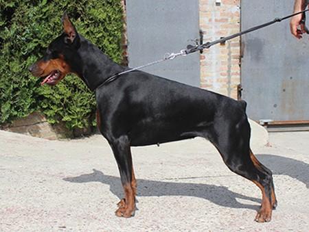 Frida di Altobello | Black Doberman Pinscher