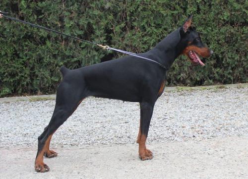 Katarina di Altobello | Black Doberman Pinscher
