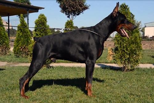 Omar Pasha di Altobello | Black Doberman Pinscher