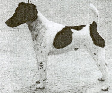 Watteau Black Magic | Smooth Fox Terrier 