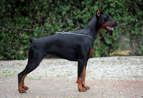 Una Vega di Altobello | Black Doberman Pinscher