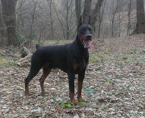 Grom di Altobello | Black Doberman Pinscher