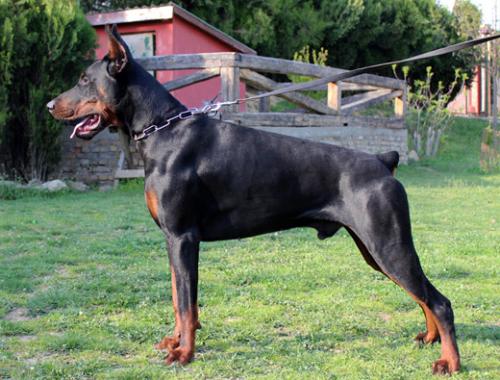 Playboy Again di Altobello | Black Doberman Pinscher