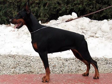 Lolitta di Altobello | Black Doberman Pinscher