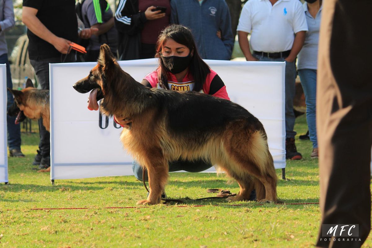 Vanya de Tres Marías | German Shepherd Dog 