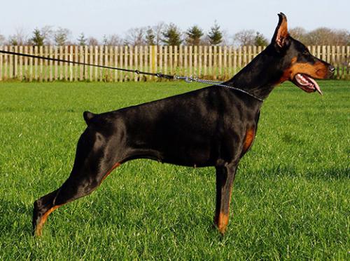 Nyx di Altobello | Black Doberman Pinscher