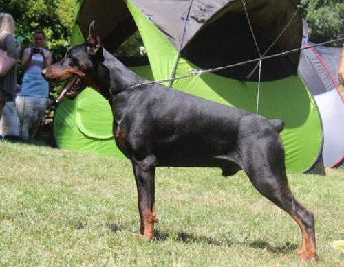 My Brave Heart di Altobello | Black Doberman Pinscher