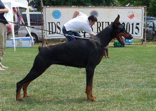 Saphire di Altobello | Black Doberman Pinscher