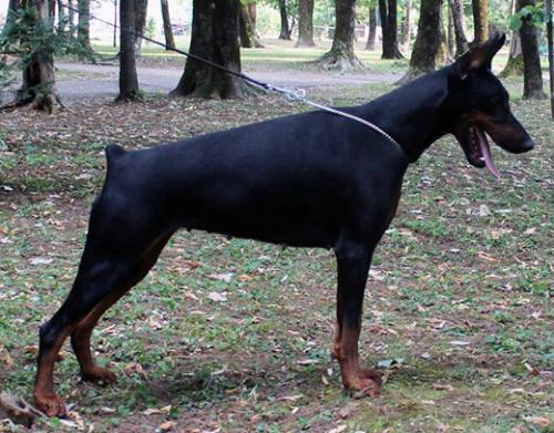 Raya di Altobello | Black Doberman Pinscher