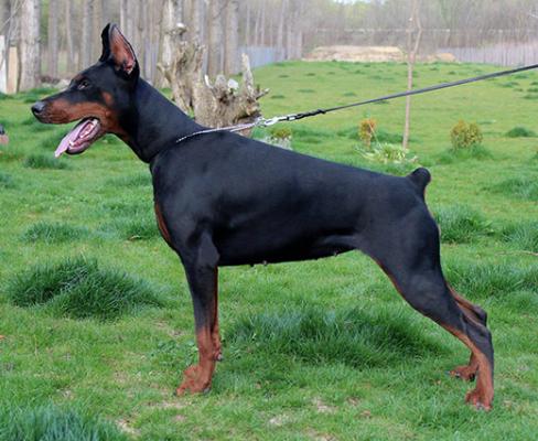 Mala Mimi di Altobello | Black Doberman Pinscher