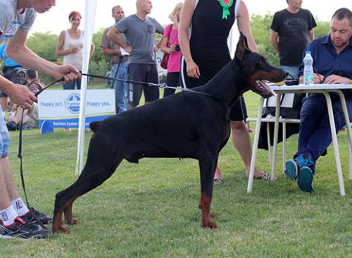 Orpheus de Gagnantov di Altobello | Black Doberman Pinscher