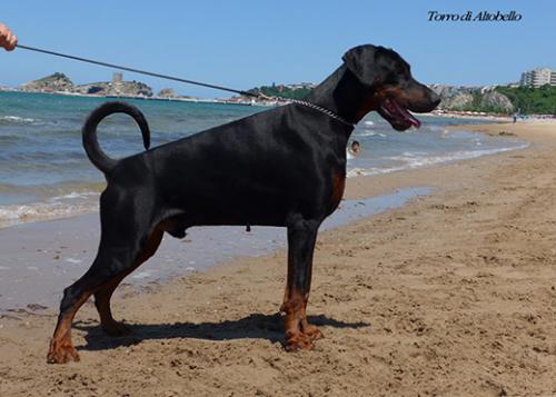 Torro di Altobello | Black Doberman Pinscher