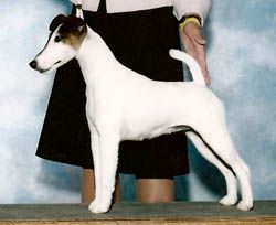 High Mtn Everso Fine | Smooth Fox Terrier 