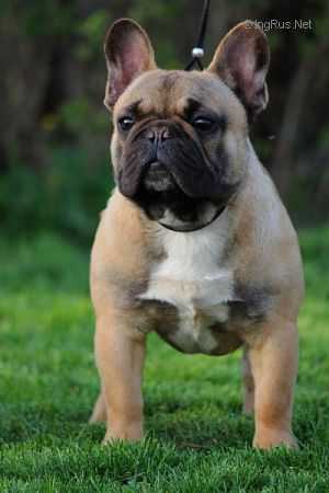 LUIZADOR TRIUMPH | French Bulldog 