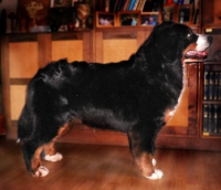 Chernookaya Krasotka iz Bolshogo Doma | Bernese Mountain Dog 