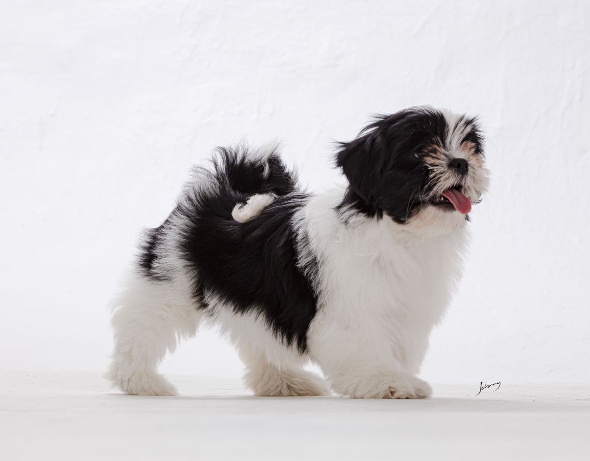 RMoretto Cane Claire | Lhasa Apso 