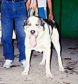 Kamir | Central Asian Shepherd Dog 