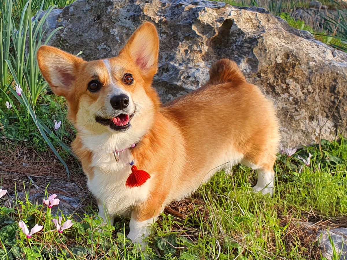 Kristal vom Ellispark NB | Pembroke Welsh Corgi 