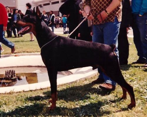 Ninjo v. Norden Stamm | Black Doberman Pinscher