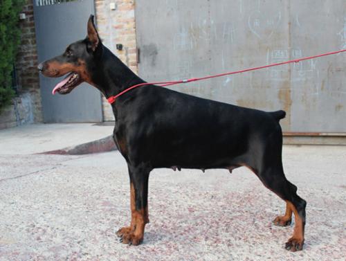 Ti Amo di Altobello | Black Doberman Pinscher