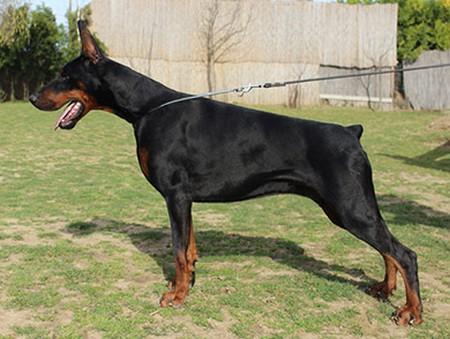 Drina v. House Black Berry | Black Doberman Pinscher