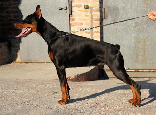 Selma di Altobello | Black Doberman Pinscher