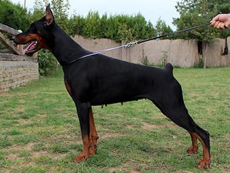 Selena di Altobello | Black Doberman Pinscher