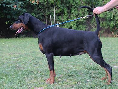 Grafinya Effie di Altobello | Black Doberman Pinscher