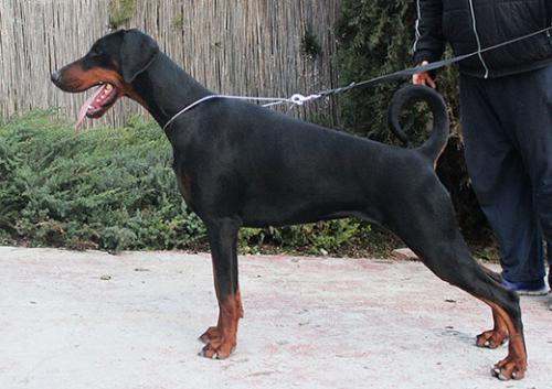 Nonna di Altobello | Black Doberman Pinscher