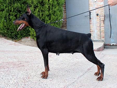 Warta di Altobello | Black Doberman Pinscher