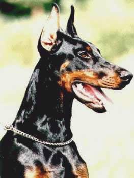 Kastra v. Norden Stamm | Black Doberman Pinscher